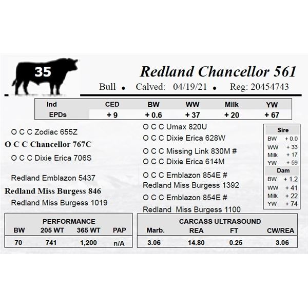 Redland Chancellor 561