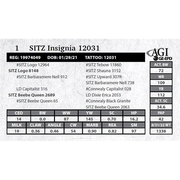 Sitz Insignia 12031