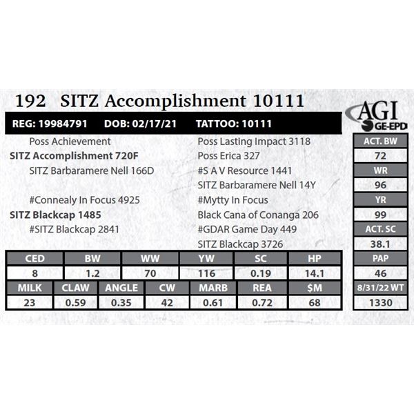 Sitz Accomplishment 10111