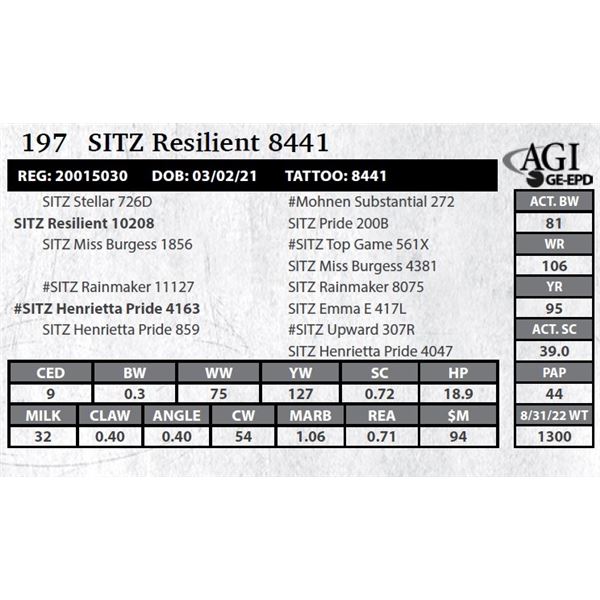 Sitz Resilient 8441