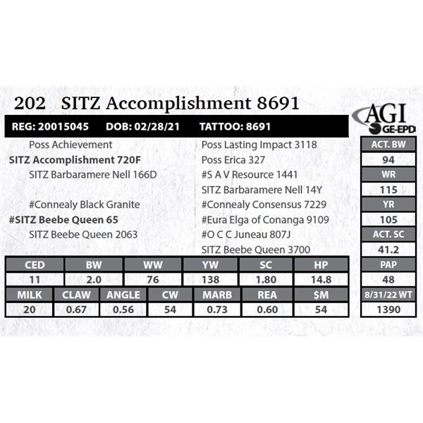 Sitz Accomplishment 8691