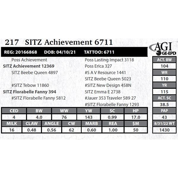 Sitz Achievement 6711