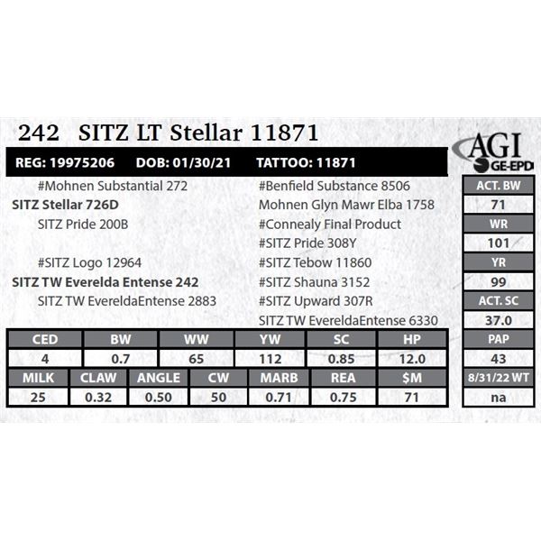 Sitz LT Stellar 11871