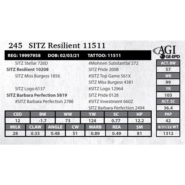 Sitz Resilient 11511