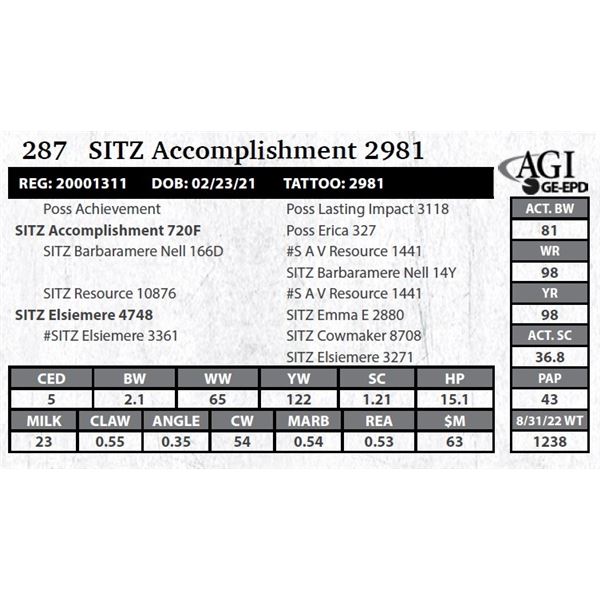 Sitz Accomplishment 2981