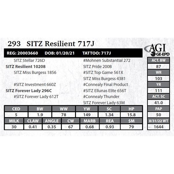 SITZ Resilient 717J