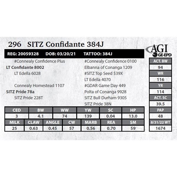 Sitz Confidante 384J