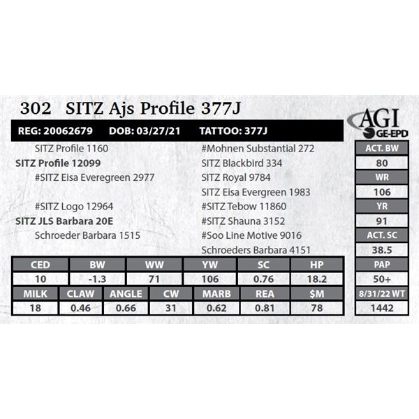 Sitz Ajs Profile 377J