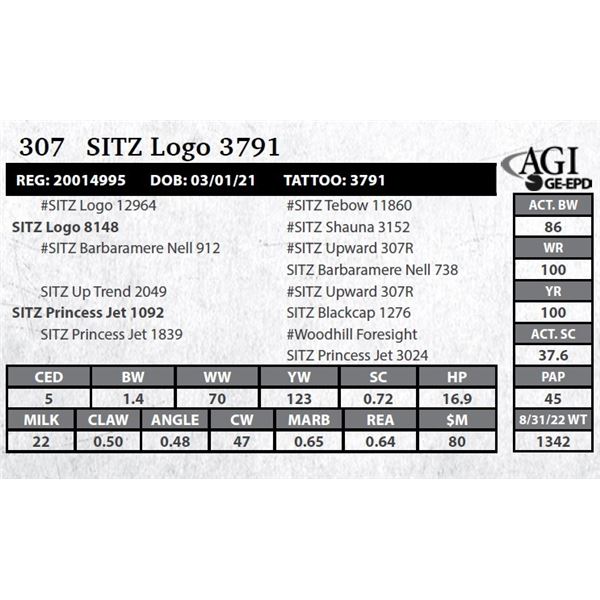 SITZ LOGO 3791 (NO VIDEO)