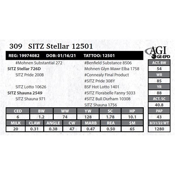 Sitz Stellar 12501