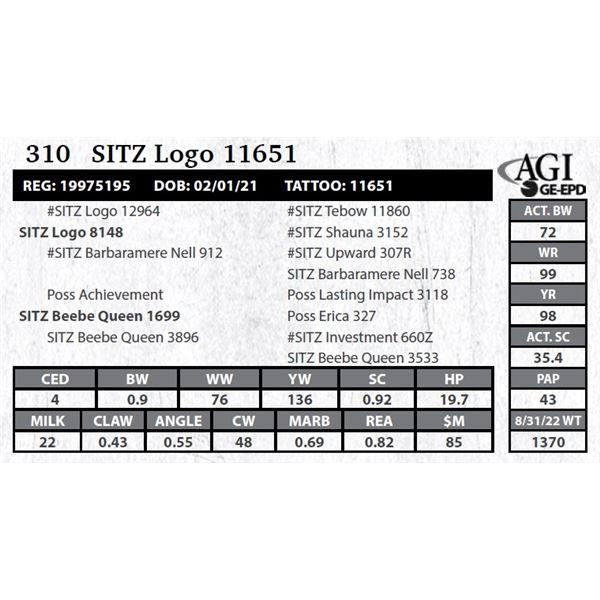 Sitz Logo 11651