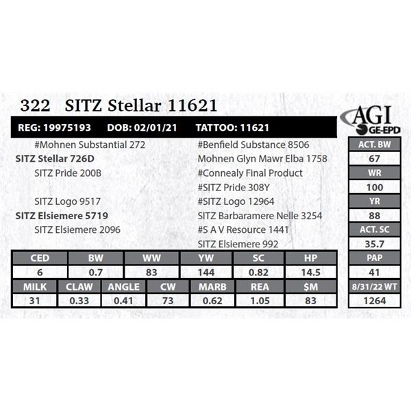 Sitz Stellar 11621