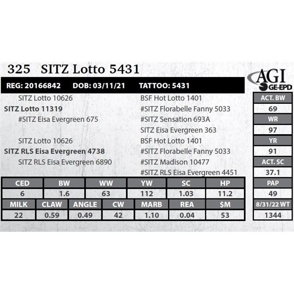 Sitz Lotto 5431