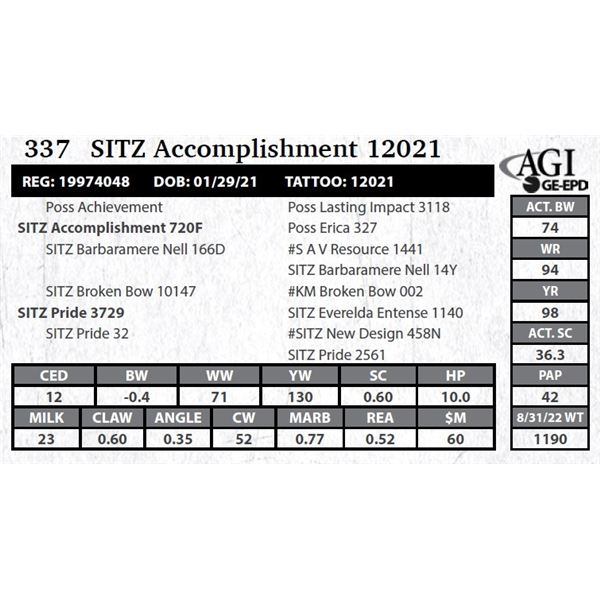 Sitz Accomplishment 12021
