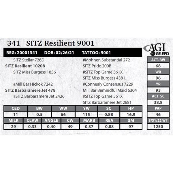Sitz Resilient 9001