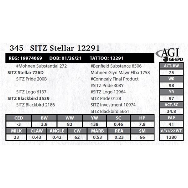 Sitz Stellar 12291