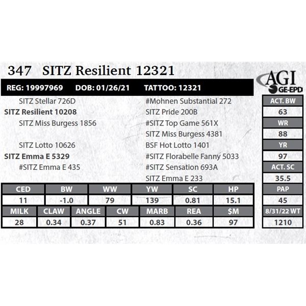 Sitz Resilient 12321