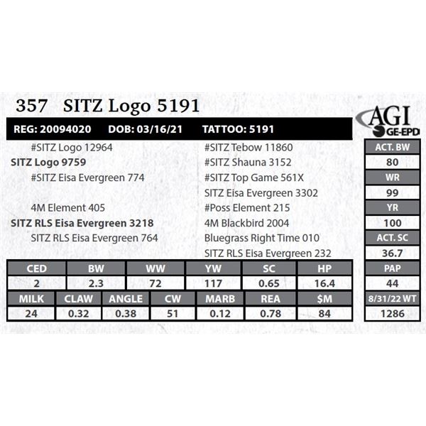 Sitz Logo 5191