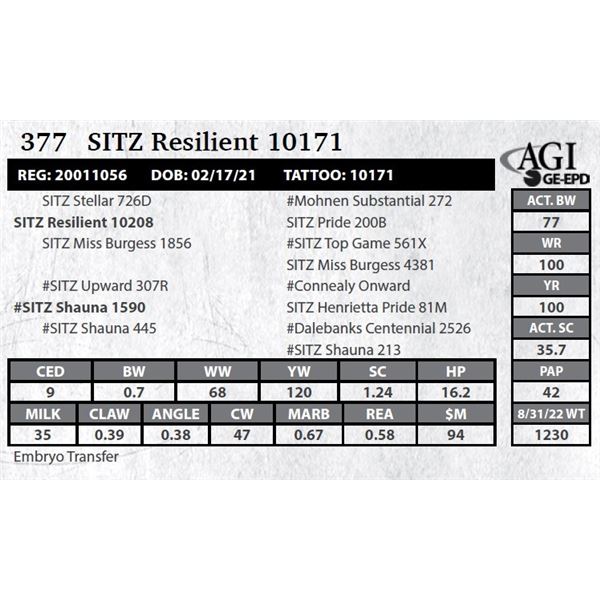 Sitz Resilient 10171