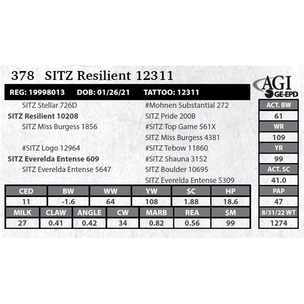 Sitz Resilient 12311