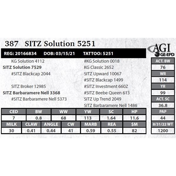 Sitz Solution 5251