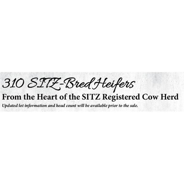 Sitz Bred Heifers Lots 321-342