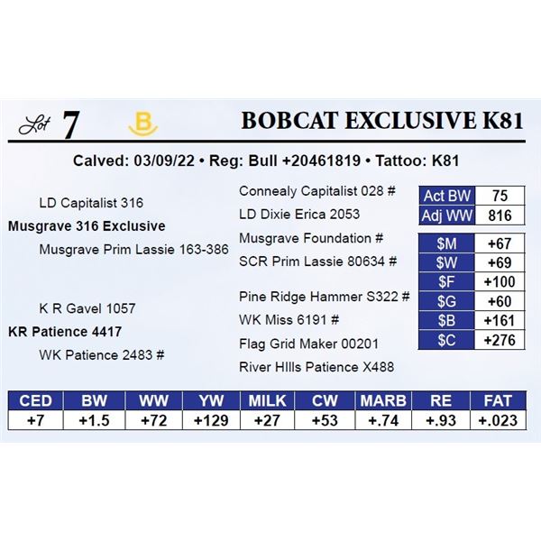 Bobcat Exclusive K81