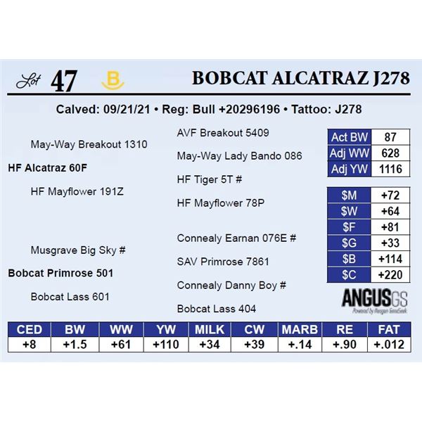 Bobcat Alcatraz J278 (NO VIDEO)