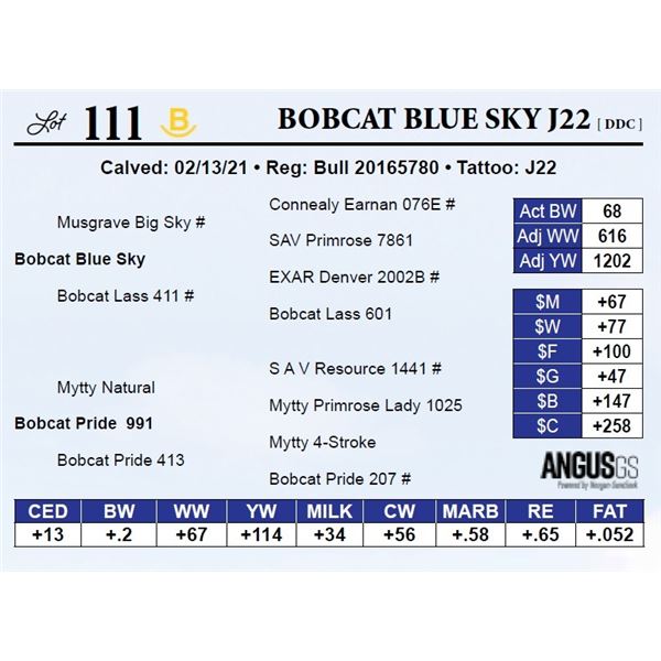 Bobcat Blue Sky J22