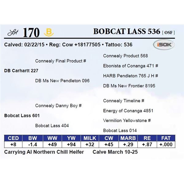Bobcat Lass 536
