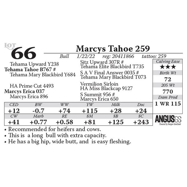 Marcys Tahoe 259