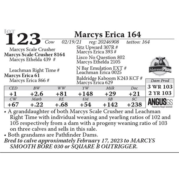 Marcys Erica 164