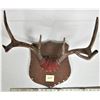 Image 1 : Genuine Deer Antlers Wall Mount Plaque