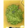 Image 2 : CHRISTMAS ORNAMENTS & DECORATIONS LOT