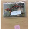 Image 2 : Signed  Klein Birds No. 113-118 Postcards