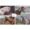 Image 1 : 4 Signed Artist Greetings of Horses
