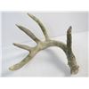 Image 2 : Antlers
