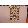 Image 2 : Butterfly Poster