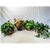 Image 1 : Decorative Plants