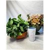 Image 2 : Decorative Plants