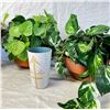 Image 3 : Decorative Plants