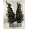 Image 1 : Potted Christmas Trees