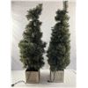 Image 3 : Potted Christmas Trees