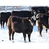 Image 6 : Cornerglen Ranching (Hansen) 11 Black Angus X Hereford Bred Heifers