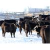 Image 1 : Cornerglen Ranching (Hansen) 11 Black Angus X Hereford Bred Heifers