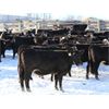 Image 5 : Cornerglen Ranching (Hansen) 11 Black Angus X Hereford Bred Heifers