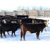 Image 2 : Cornerglen Ranching (Hansen) 11 Black Angus X Hereford Bred Heifers