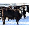 Image 2 : Cornerglen Ranching (Hansen) 10 Black Angus X Hereford Bred Heifers
