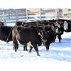 Image 3 : Cornerglen Ranching (Hansen) 10 Black Angus X Hereford Bred Heifers