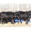 Image 2 : Cornerglen Ranching (Grote) 7 Black Angus X Bred Heifers